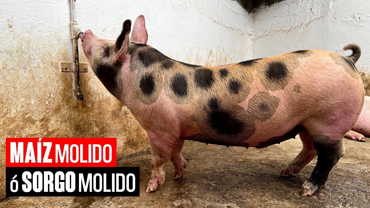 Maíz Molido o Sorgo Molido para ENGORDAR CERDOS