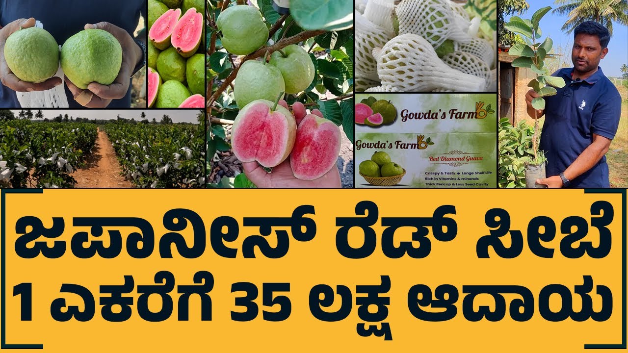 ಜಪಾನೀಸ್ ರೆಡ್ ಸೀಬೆ ಒಂದು ಎಕರೆಗೆ 35 ಲಕ್ಷ ಆದಾಯ | Japanese red guava
