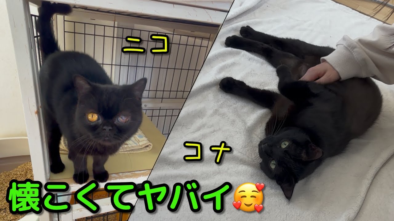 甘えん坊のブラックニャンズ(黒猫達)【ニコ/コナ(猫ホテルご利用)】