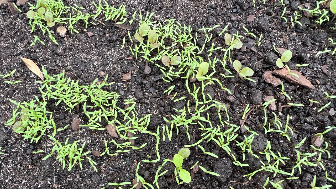 Прорастание семян мака