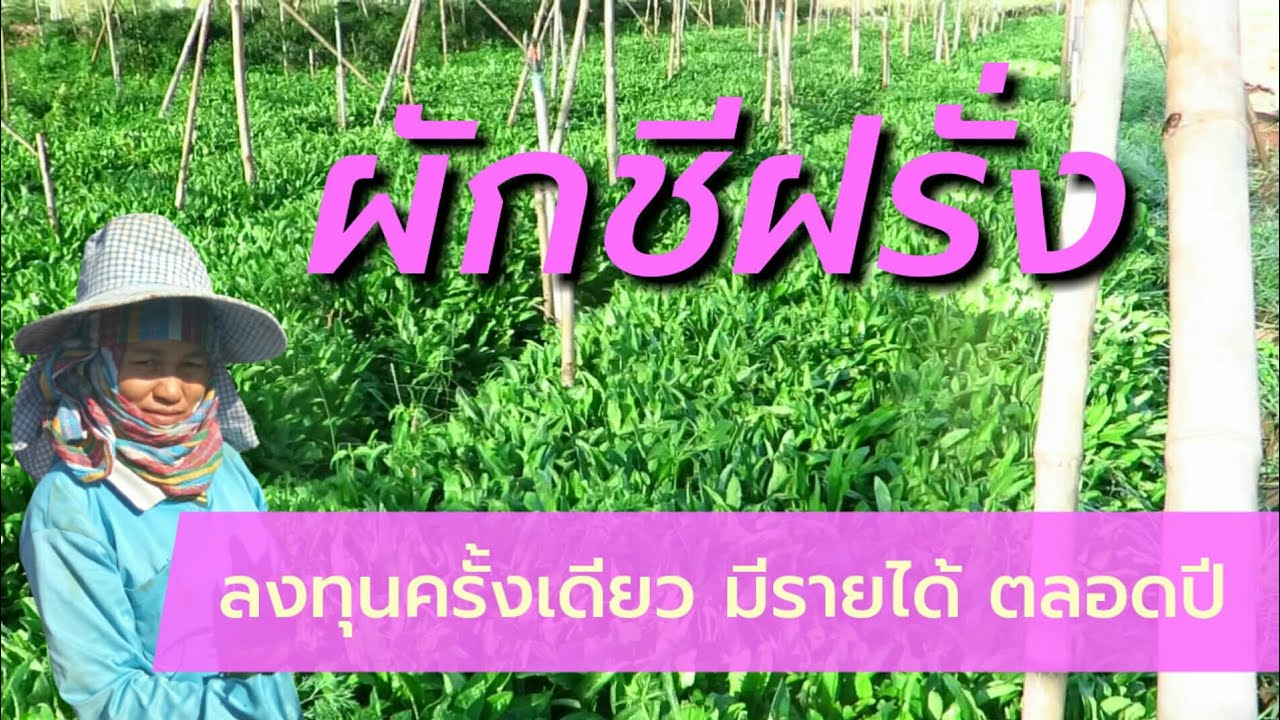 วิธีปลูกผักชีฝรั่ง ปลูกครั้งเดียวมีรายได้ตลอดปี