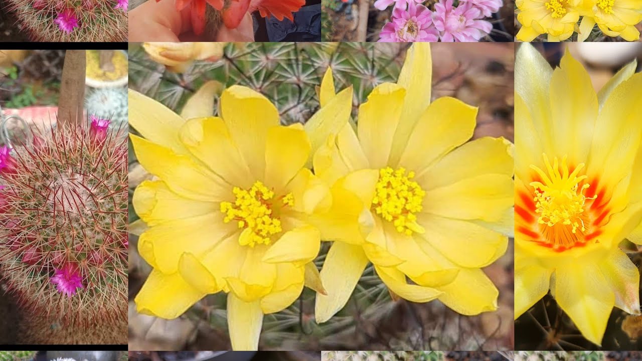 Flores dos Cactos no Mês de Julho: Recado Dado! (Mammilarias  com Lindas Flores)
