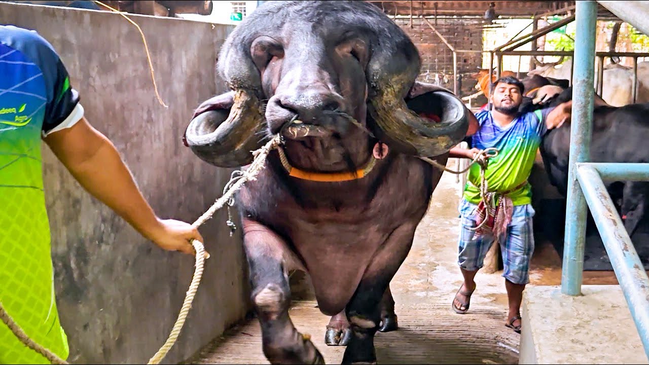 Bull of Jafarabadi breed | The largest breed of water buffalo