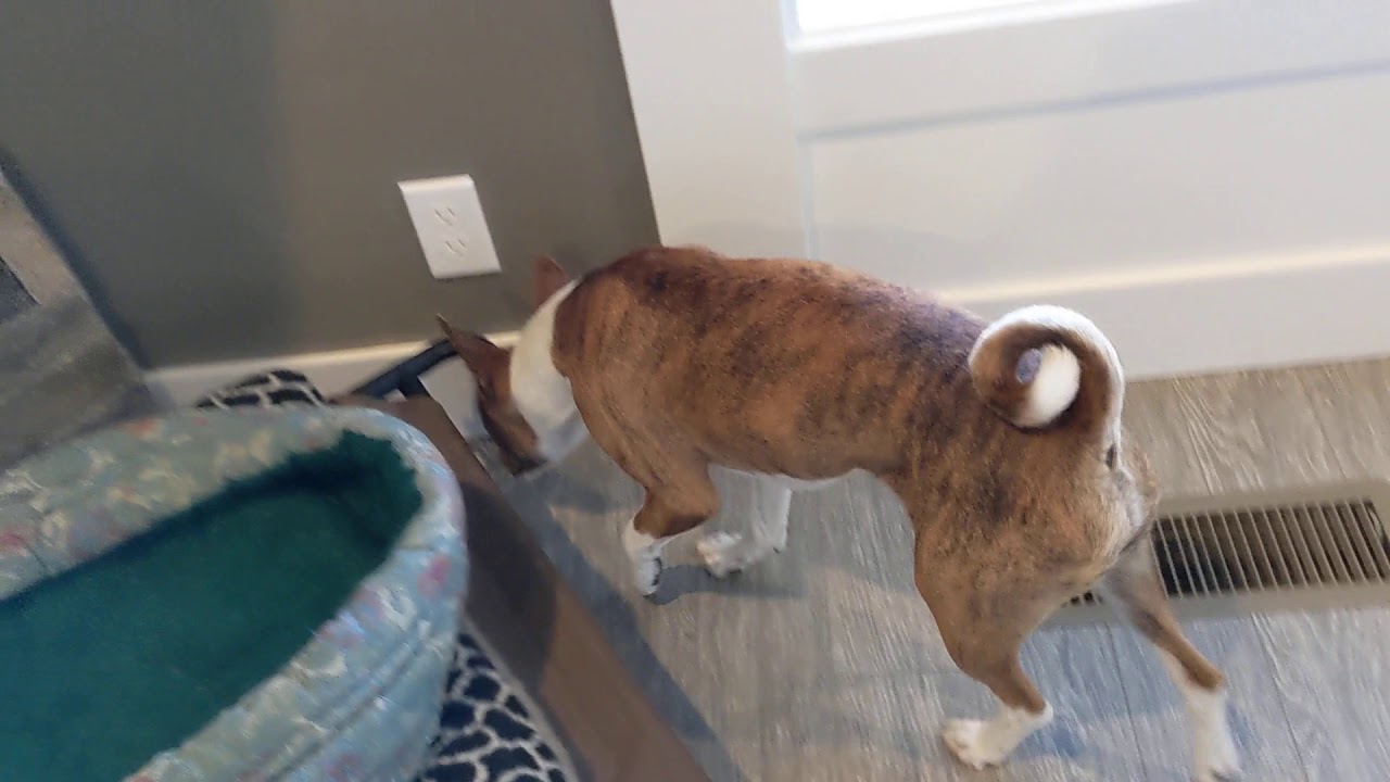 Scent Work with basenji MoJo... two hides birch & anise.