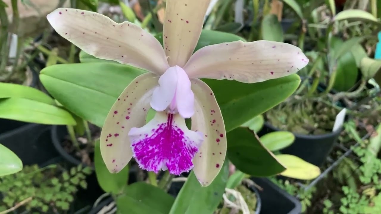 C. Granulosa, НЕ ГИБРИД! C. Mossiae УХОД. Den. Nestor, Den. Anosmum. Sarcochilus Orchids