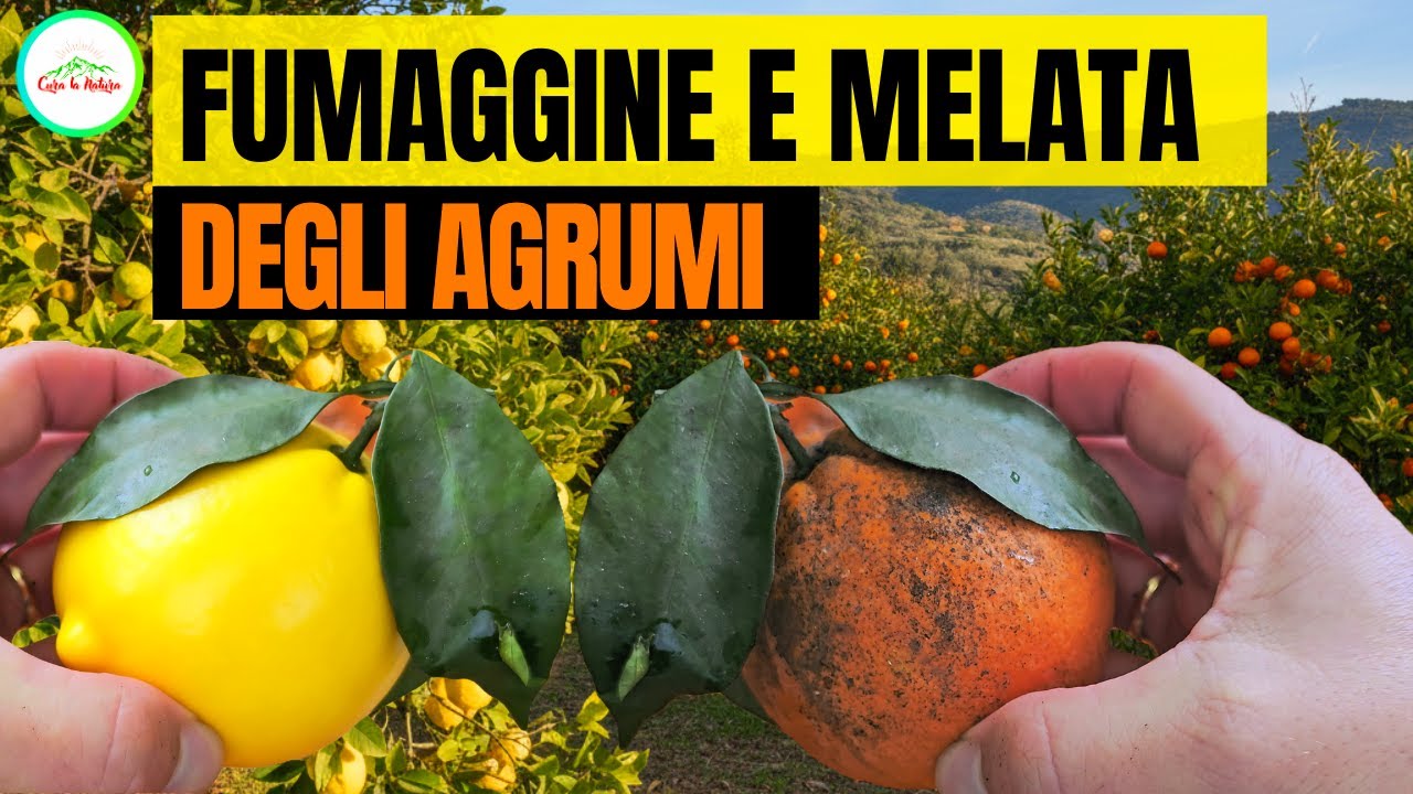 ELIMINA E PROTEGGI IL LIMONE E GLI AGRUMI DALLA MELATA, FUMAGGINE E INSETTI COME AFIDI E COCCINIGLIA