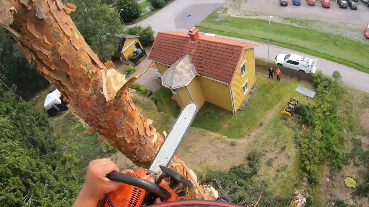 Trädklättring i Tärnsjö