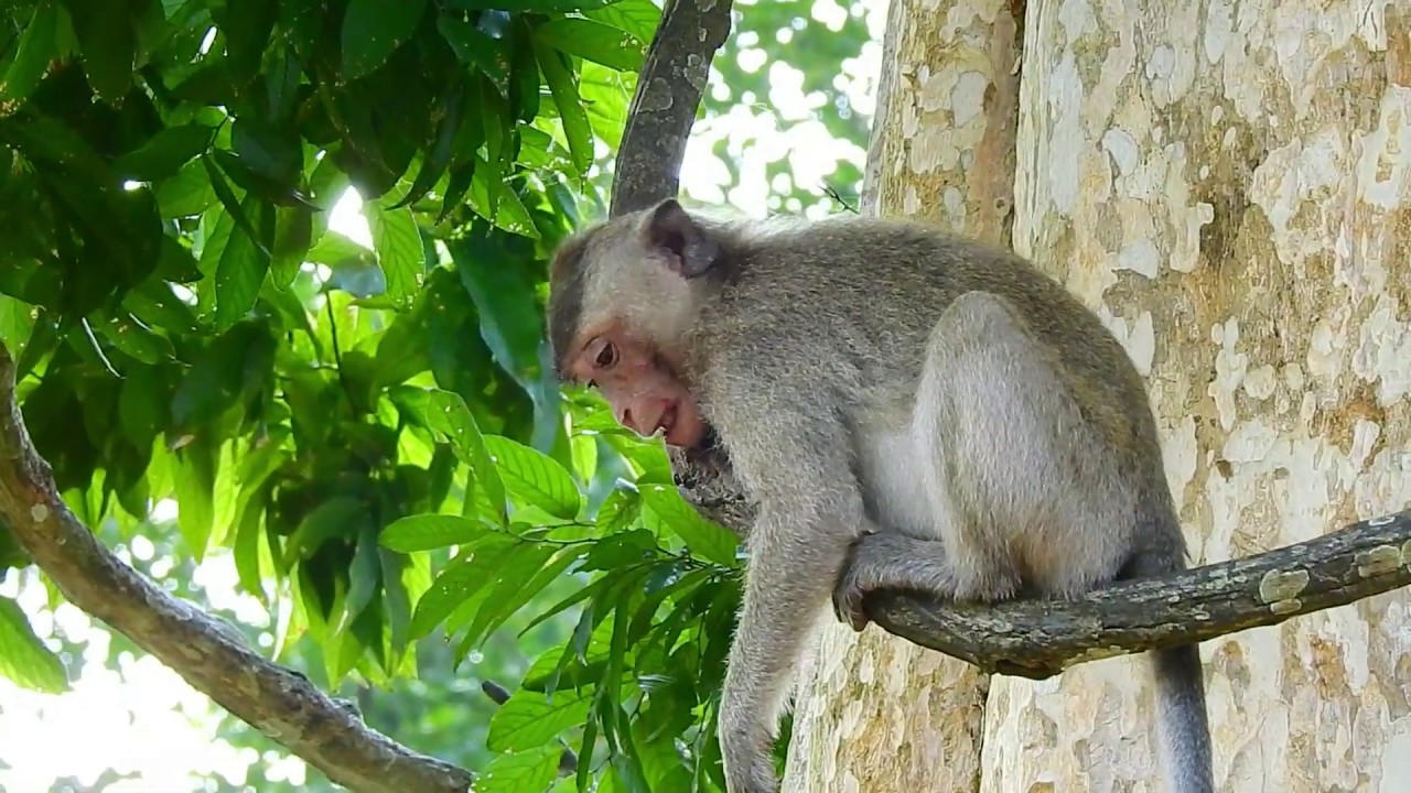 Sad News! Adolescent female monkey Loni unconscious on road by traffic accident ( motor hit)