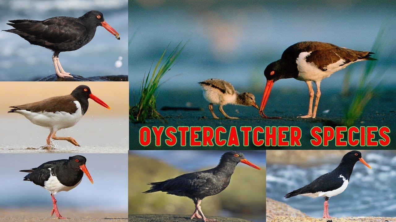 All Oystercatcher bird species/oystercatcher species list/Haematopodidae/Haematopus