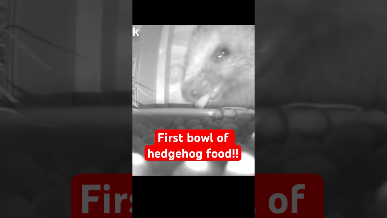 Hedgehog Eating #hedgehog #hedgehoghouse #europeanhedgehog