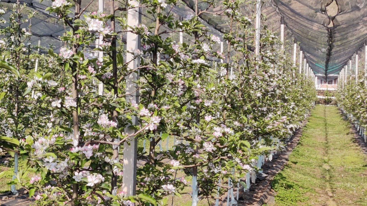 Self grafted rootstock plants vs imported plants update @ april 2025.