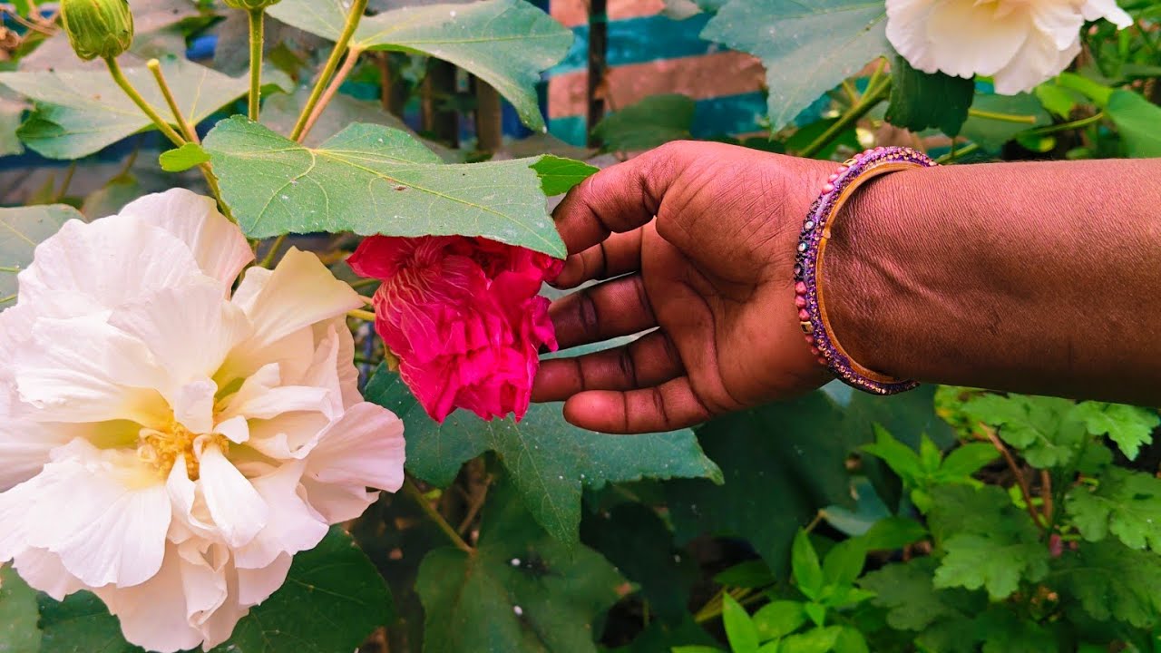 @rajeevlogs127  HAPPY. KANUMA friendse🥰