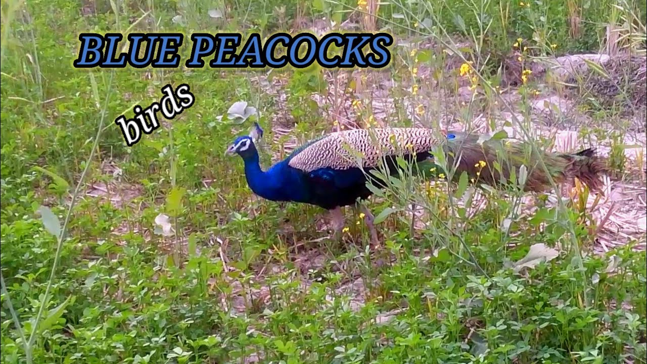 BLUE PEACOCK AND |BAUTIFUL FEMAL PEACOCK NEW LOKING  VIDEO|