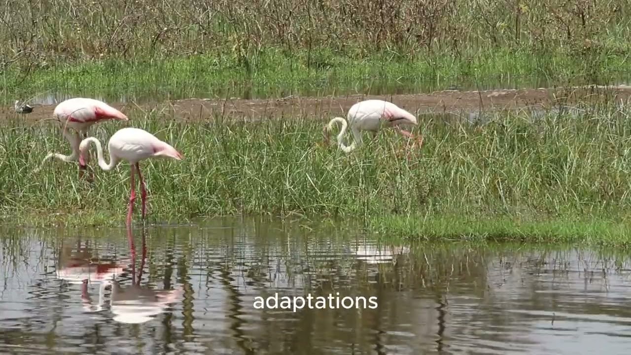 Living Conditions of Flamingos