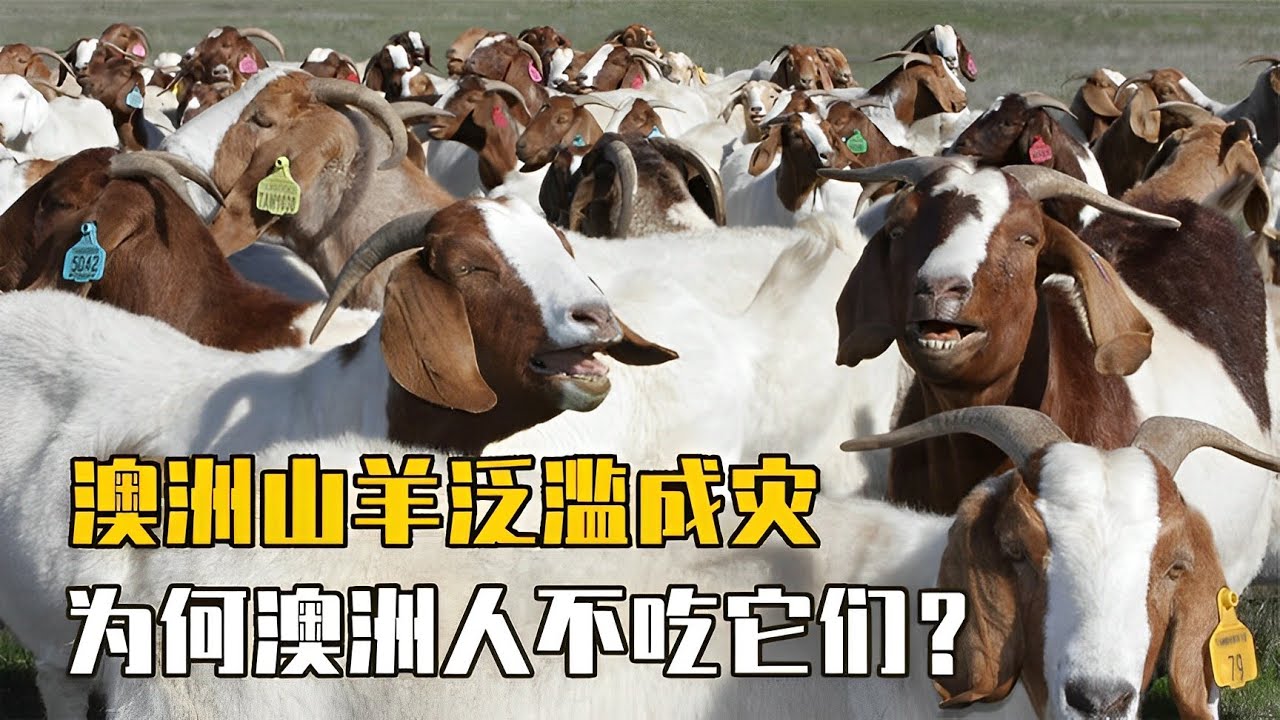 澳洲山羊泛滥成灾，严重破坏生态环境，为何澳洲人不吃它们？【万物真实】