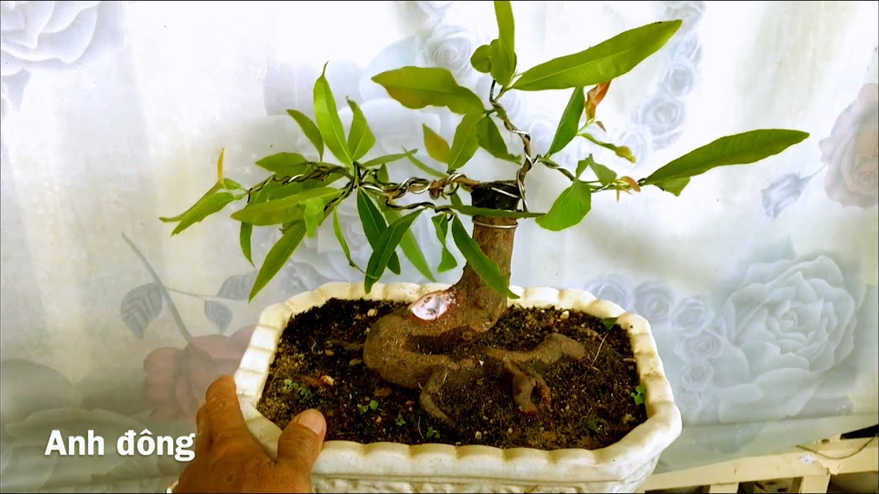 Chia sẽ cách uốn nhánh mai mới ghép