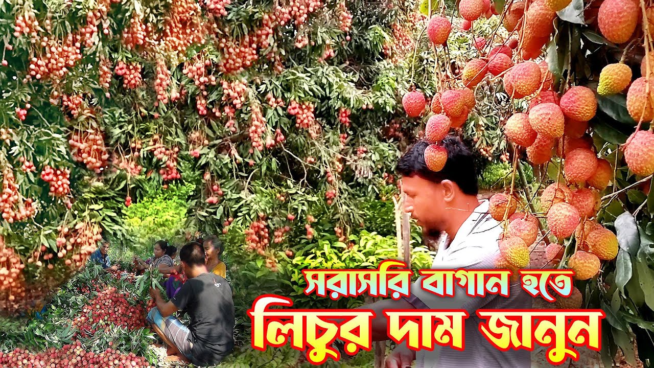 সরারসি বাগান হতে পাইকারী লিচুর দাম জানুন । লিচুর বাগান । Litchi Garden