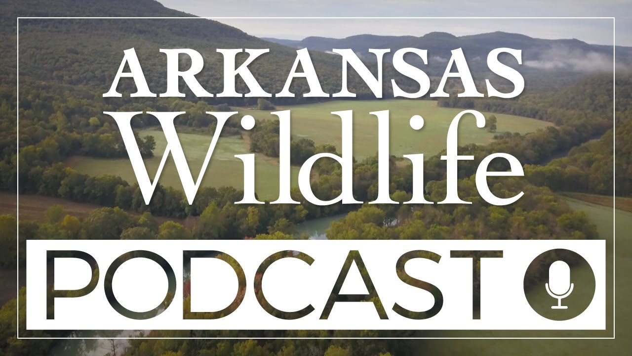 Arkansas Wildlife Podcast Episode 80: Beyond Bucks and Ducks: Conserving Arkansas's Non-Game Species