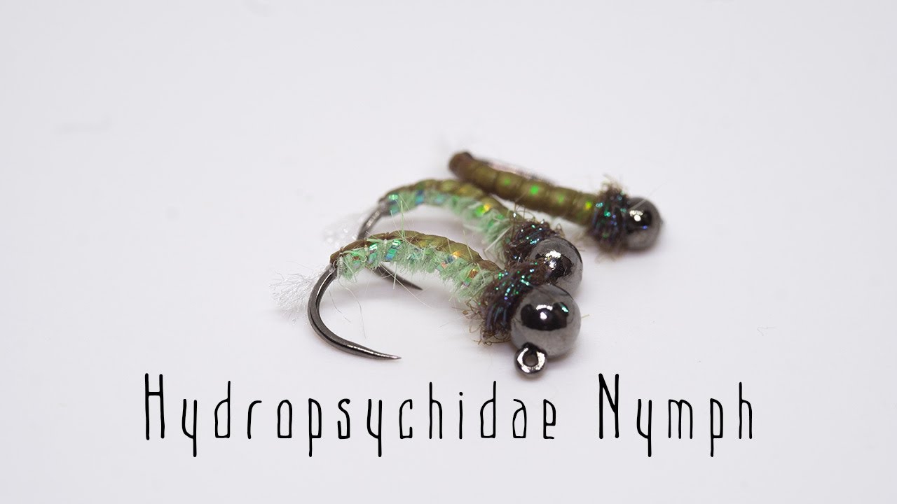 Hydropsychidae  Caddis nymph