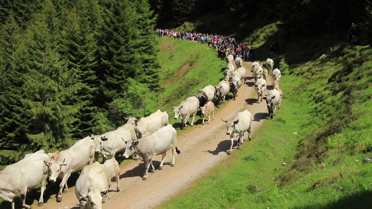 Transhumance en Bethmale 2019, l'arrivée des vaches Gasconnes au cirque de Campuls.(Ariège).