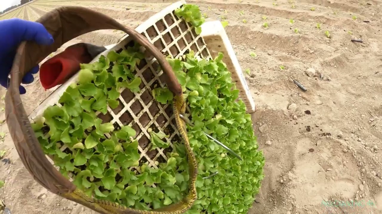 La Agricultura 🧑‍🌾 de Lechuga en la Región de Murcia ESP 🌍🇪🇸4K