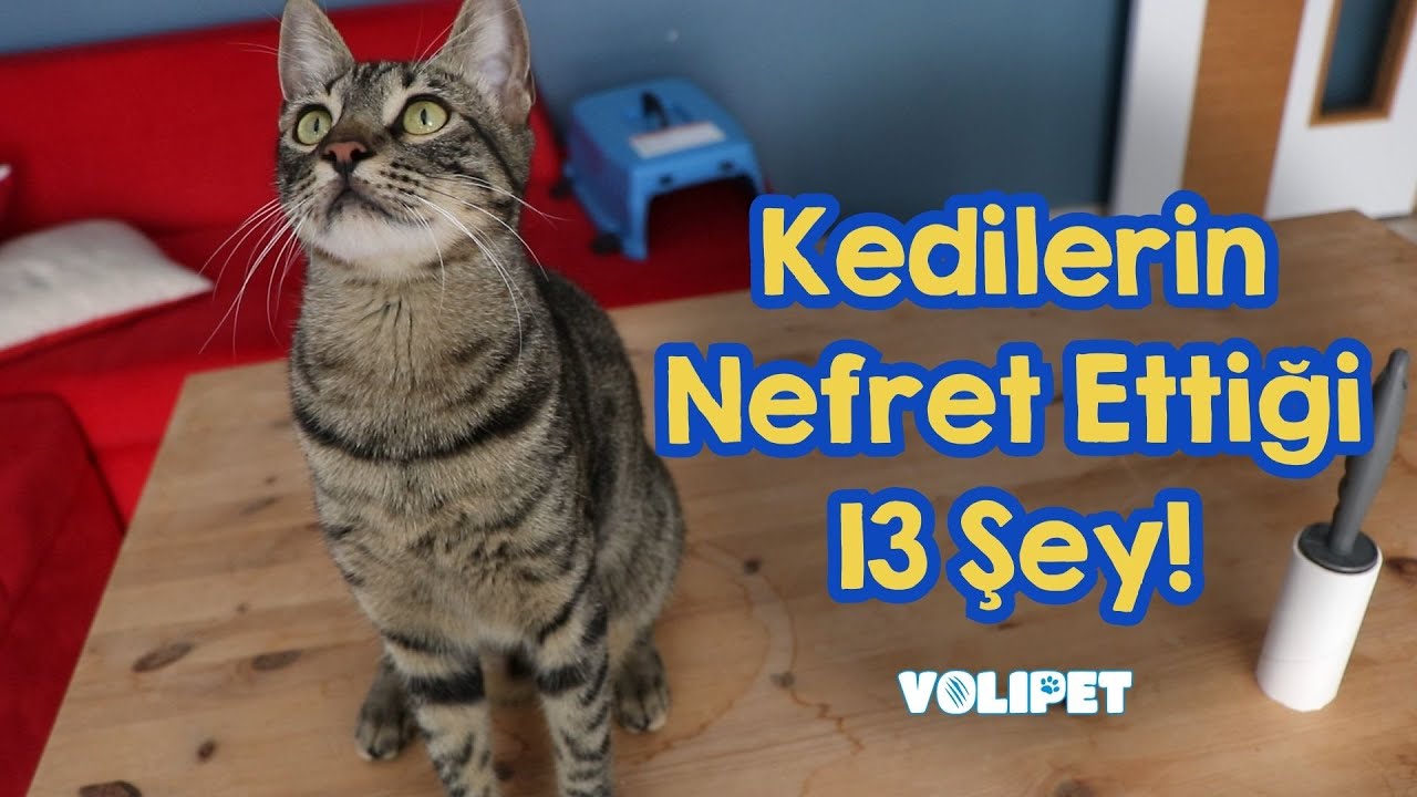 Kedilerin Nefret Ettiği 13 Şey