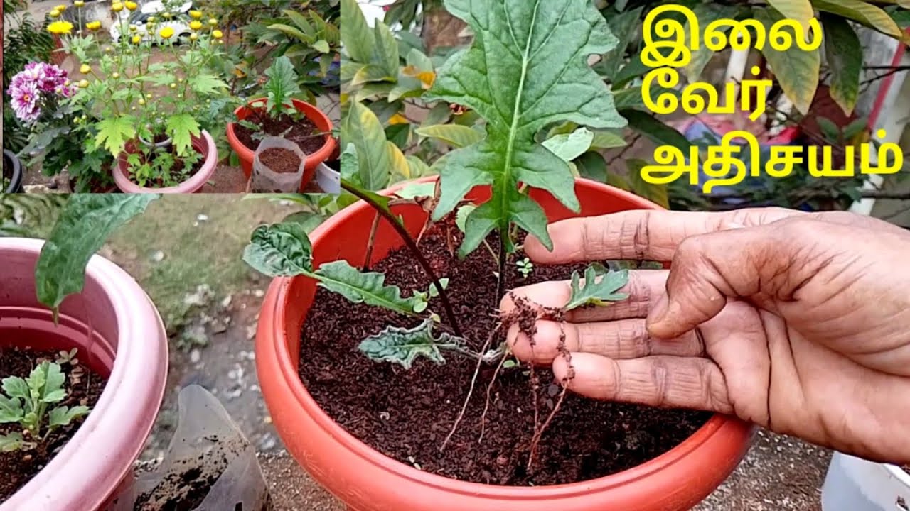 சாமந்தி இலை வேர் வர நடவு 'அதிசயம் ஆனால் உண்மை! Chrysanthemum leaf planting to grow root miraculously