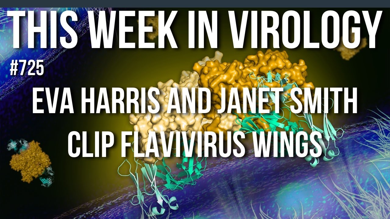 TWiV 725: Eva Harris and Janet Smith clip flavivirus wings