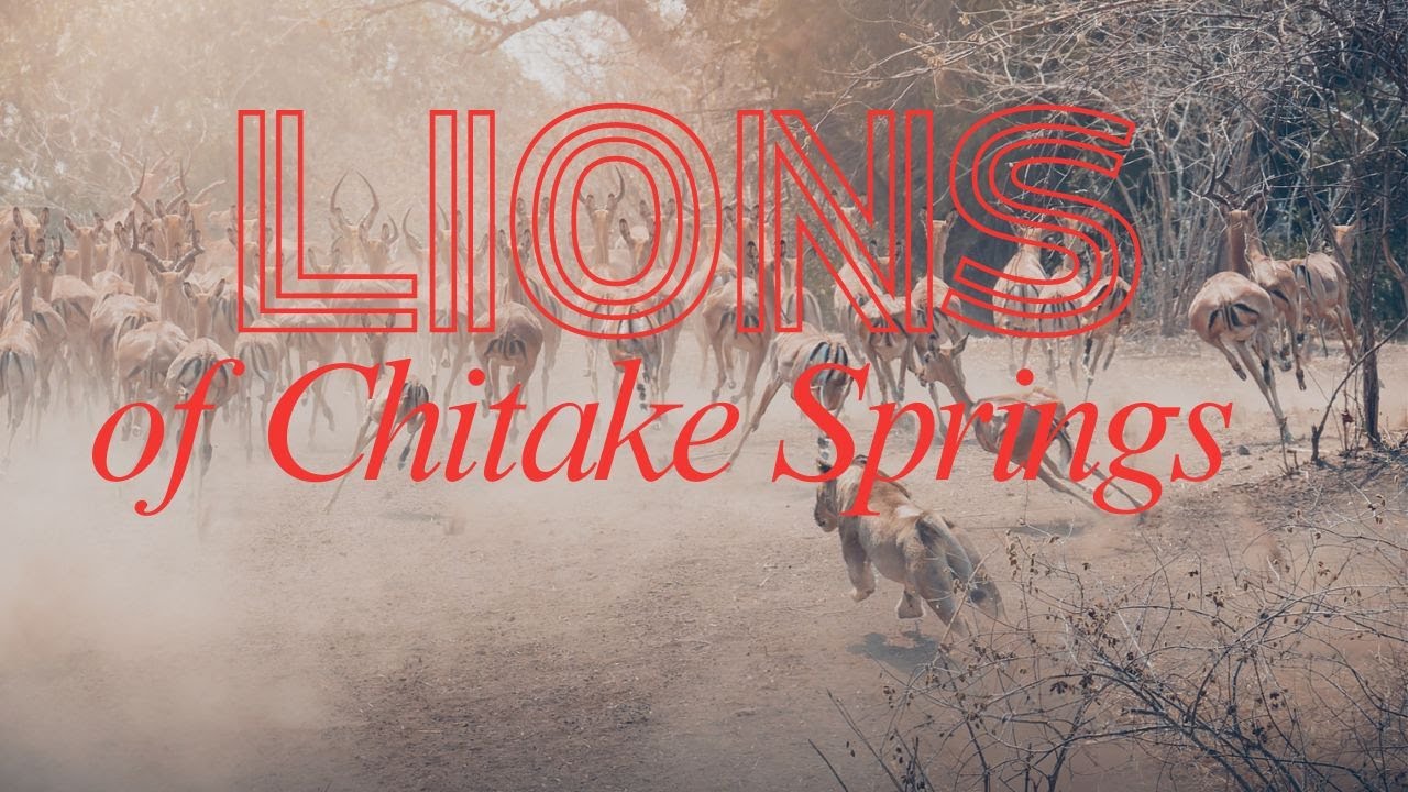 Lions of Chitake 2025