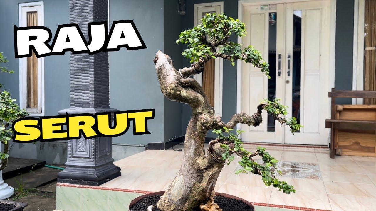 Cek Harga Bonsai Mumer