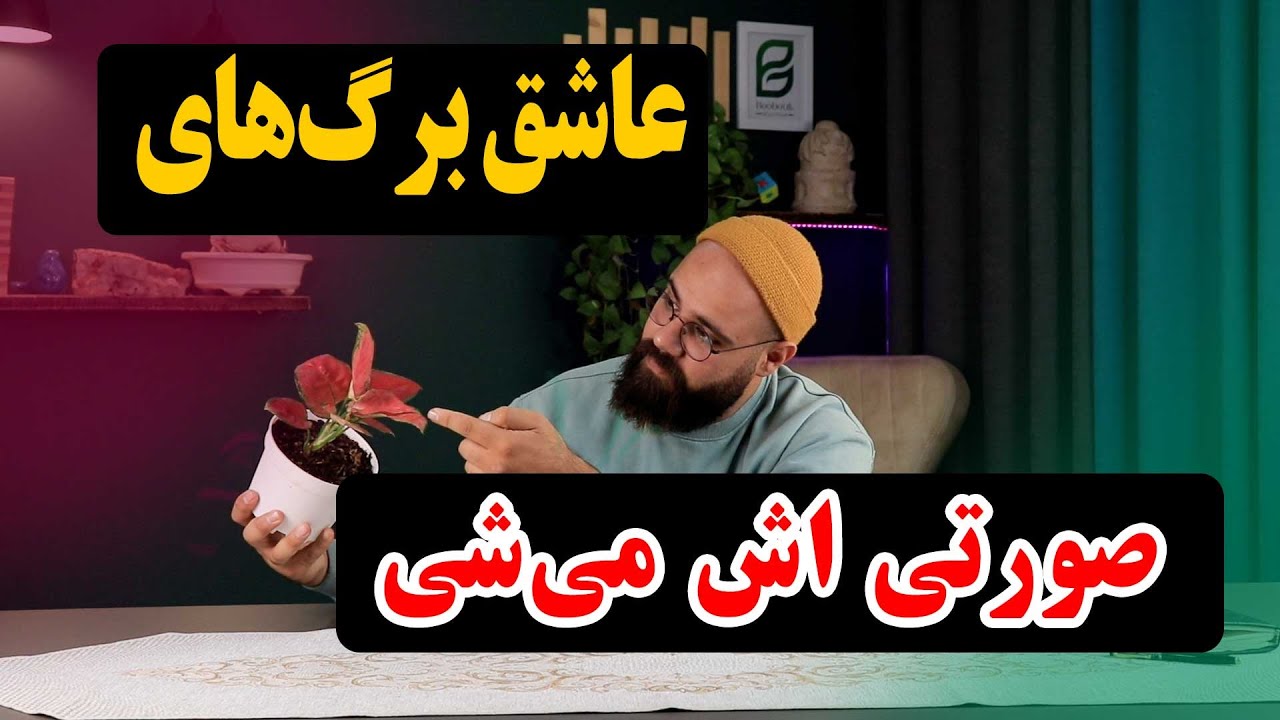 نکات طلایی برای رشد سریع آگلونما پینک