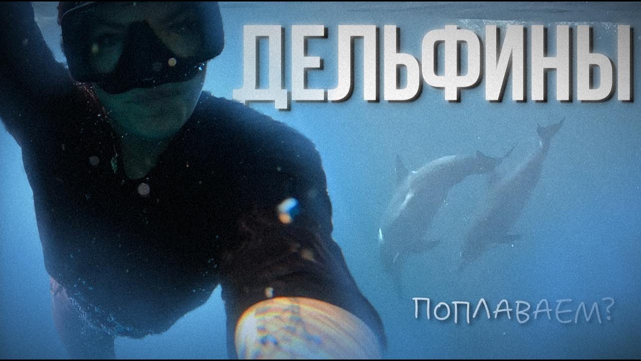 Охота за дельфинами на Бали 🐬 | Снорклинг, рисовые террасы и магия старого дерева