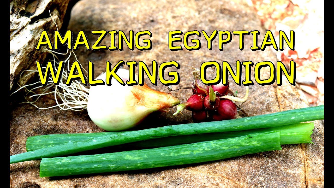 AMAZING EGYPTIAN WALKING ONION