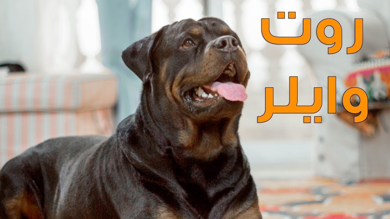 تدريب كلب روت وايلر شراسة وحراسة