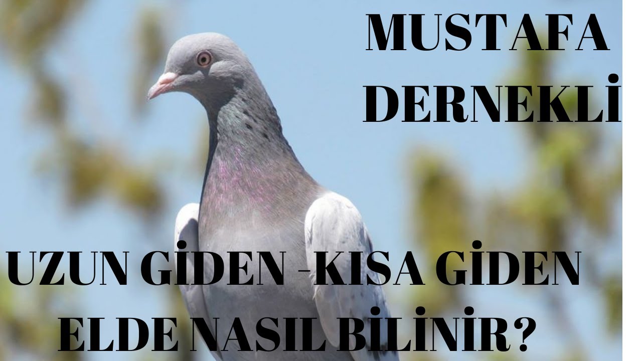 Uzun Giden-Kısa Giden Elde Nasıl Bilinir?