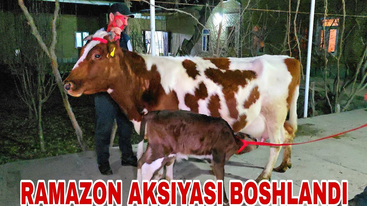 Buxoro arzonchisi Mizrobjon va Ashur akadan bugun ramazon uchun mollar aksiyada 17 февраля 2026 г.