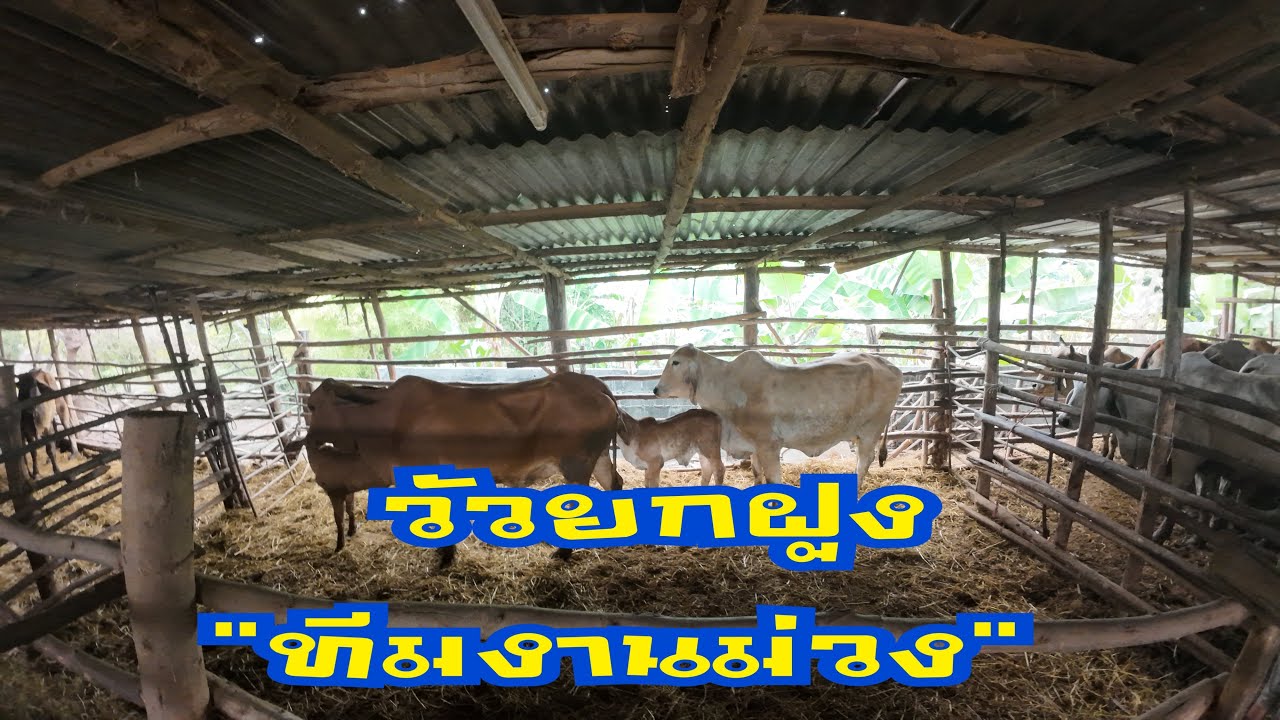 วัวตัวเมียยกฝูง70กว่าตัว ”ทีมงานม่วง“091-3834429 (11 ธันวาคม 2568)