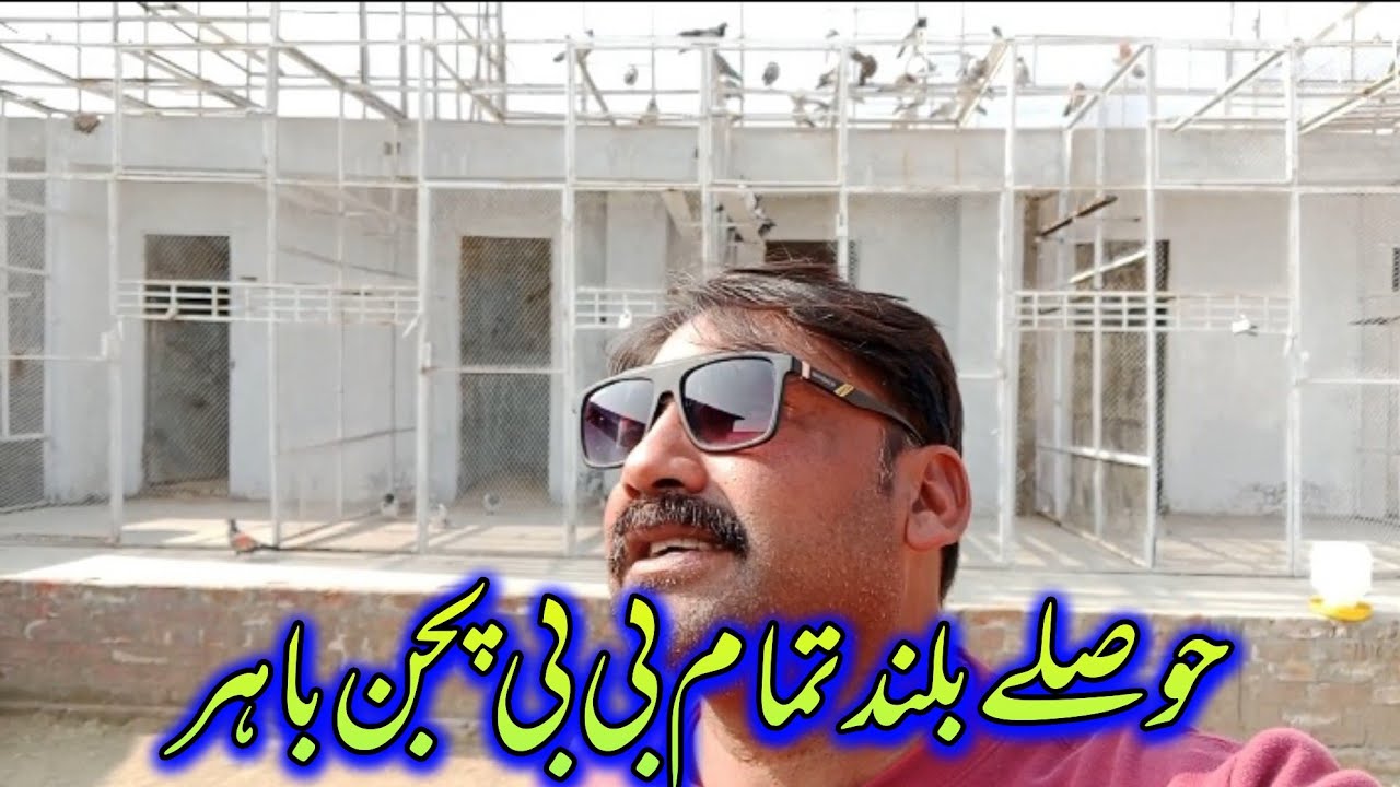 Derey se aj tamaam baby pigeon bahar nikal diye 🥰// Ustad ch kamran 