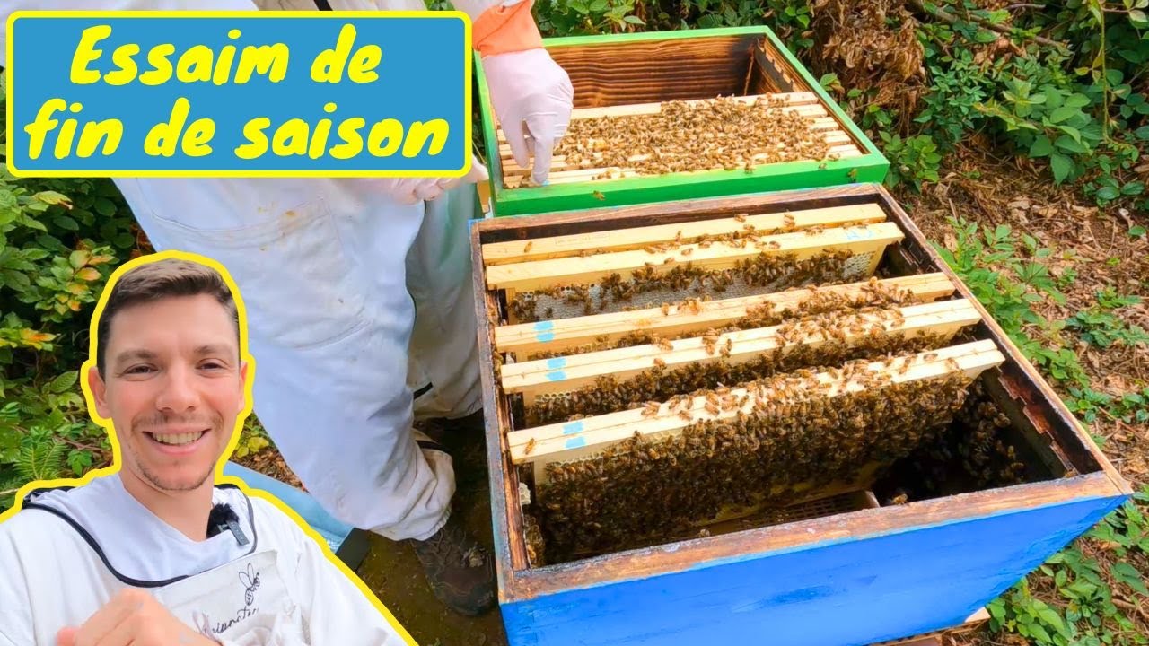 Faire un ESSAIM ARTIFICIEL de FIN DE SAISON de la mani&egrave;re la plus s&ucirc;re et efficace (2026 arrive)