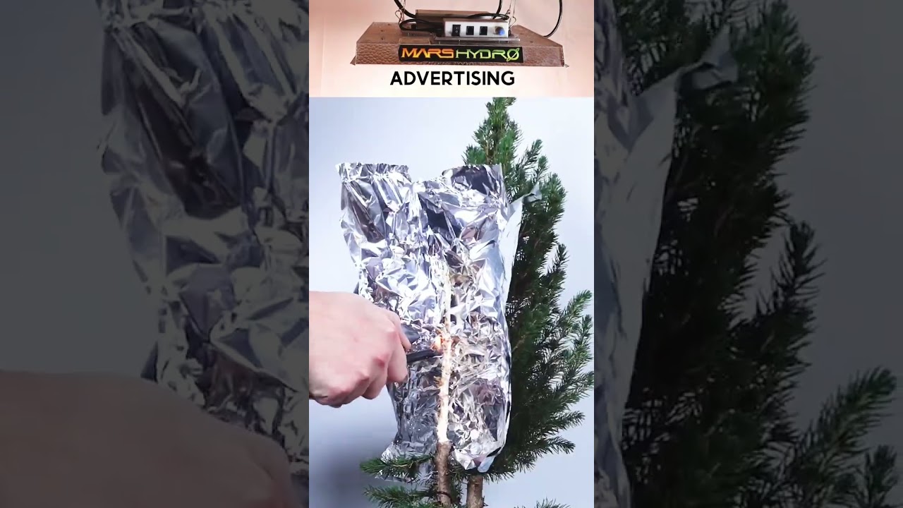 Unbelievable Garden Spruce to Bonsai Transformation
