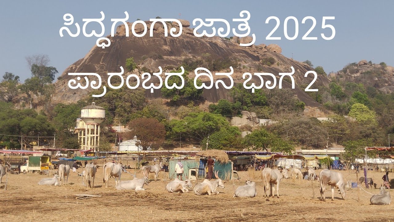 Siddaganga cattle fair 2025 - Opening day part 2