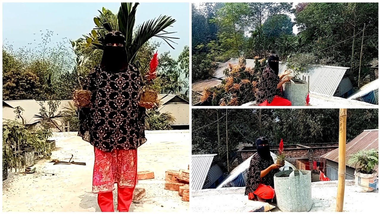 ছাদবাগানে লেবুগাছ ও ফুলগাছ রোপণ 🌼 | সবজি বীজ বপন | প্রাকৃতিক সার ব্যবহার#RoofGardening#ছাদবাগান 