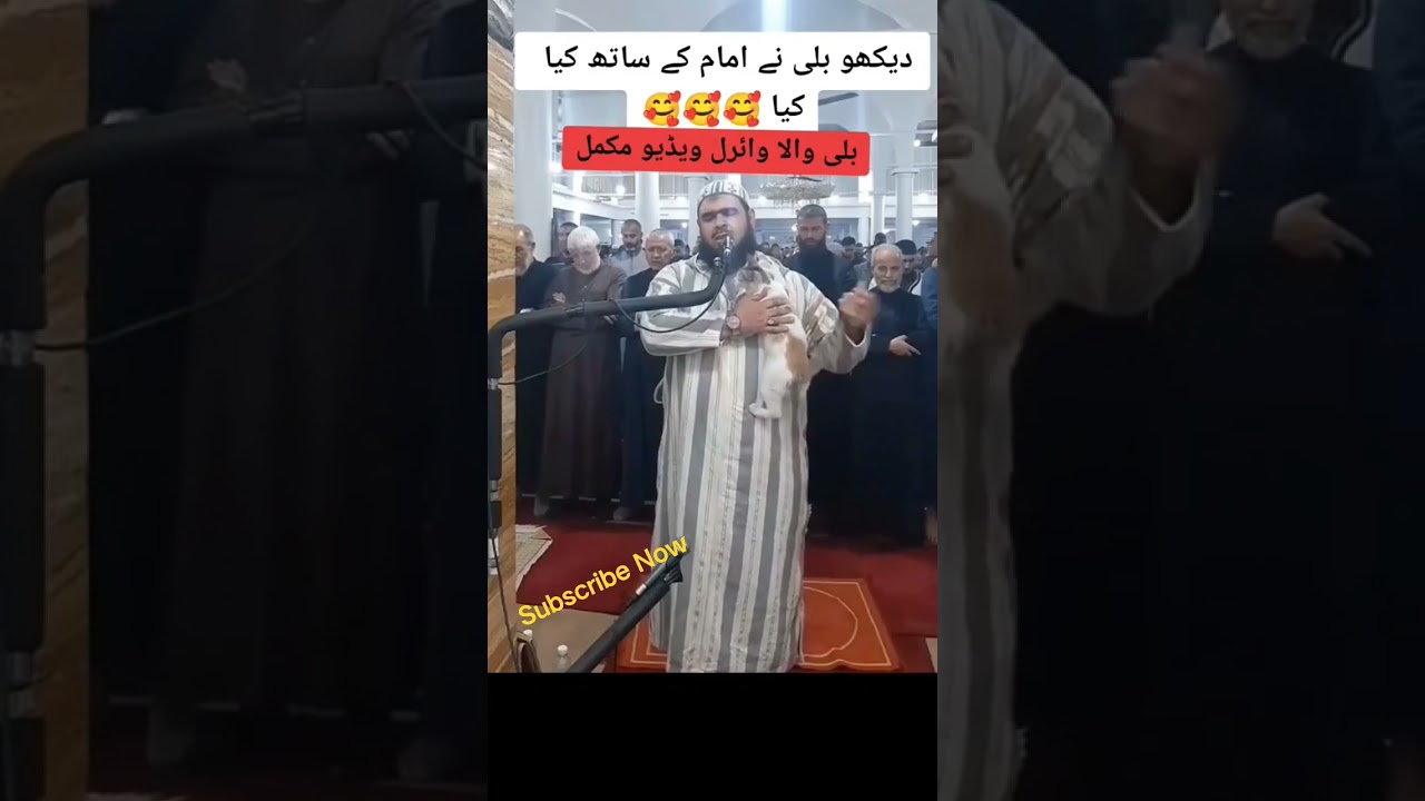 cat jump on to imam during Taraweeh#islamichistoryurdu #viralvideo #tranding #viral #trendingshorts