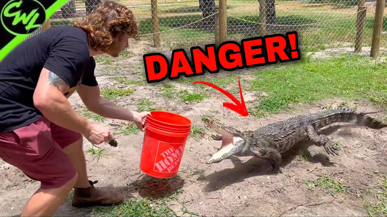 ANGRY Crocodile gets Training!!
