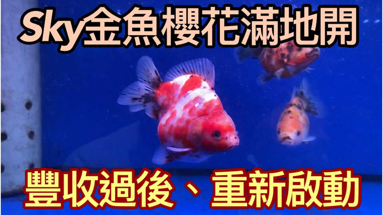 金魚系列-彰化SKY金魚重新啟動,櫻花滿地開,超美體態,金魚到底要養大隻還是小隻,金魚花色重要嗎？讓我們帶著大家來看這一次SKY金魚收成囉,GO~~~