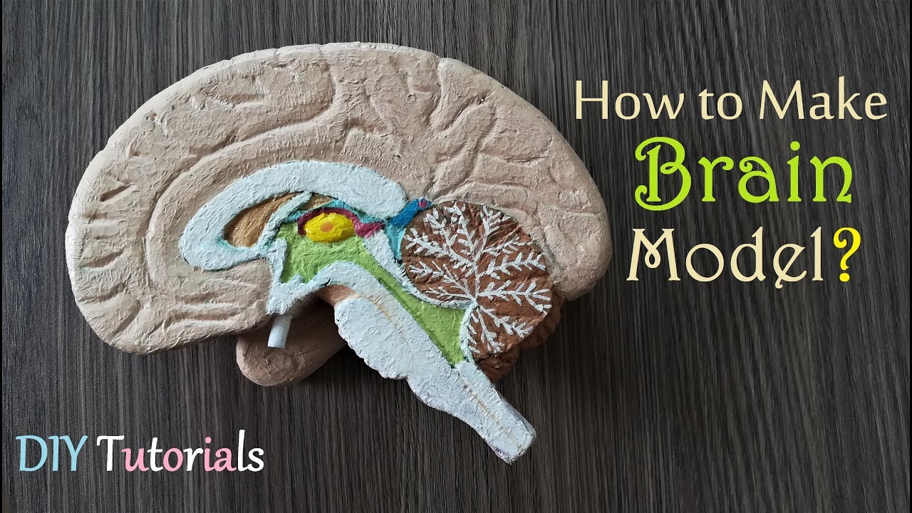 How to make Half Brain Section Model | Holiday Homework