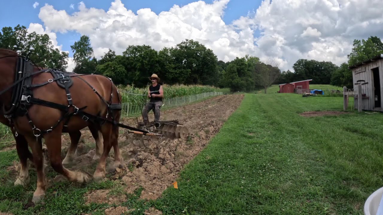 What will this giant Suffolk stud colt do when asked to pull a disc and a log for the first time?