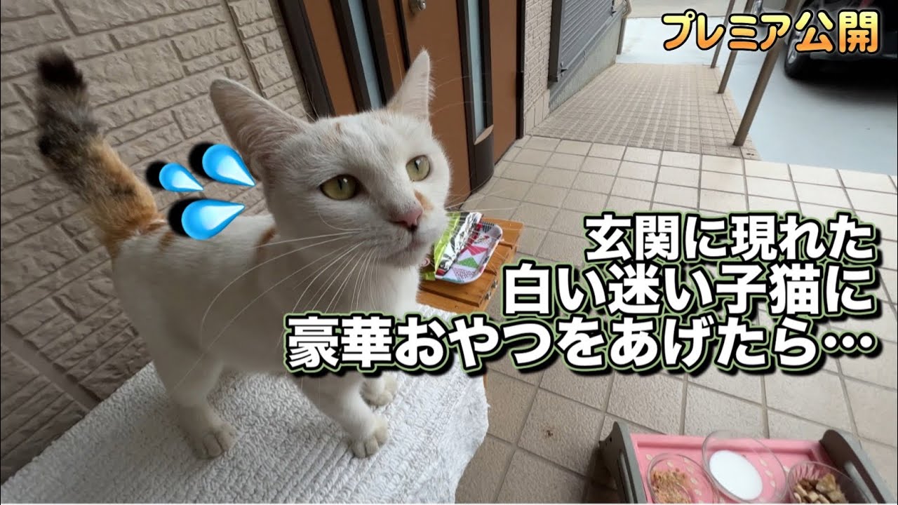 【白い迷い子猫】お腹を空かせて来た子猫に豪華おやつをあげたらまさかの反応に！？