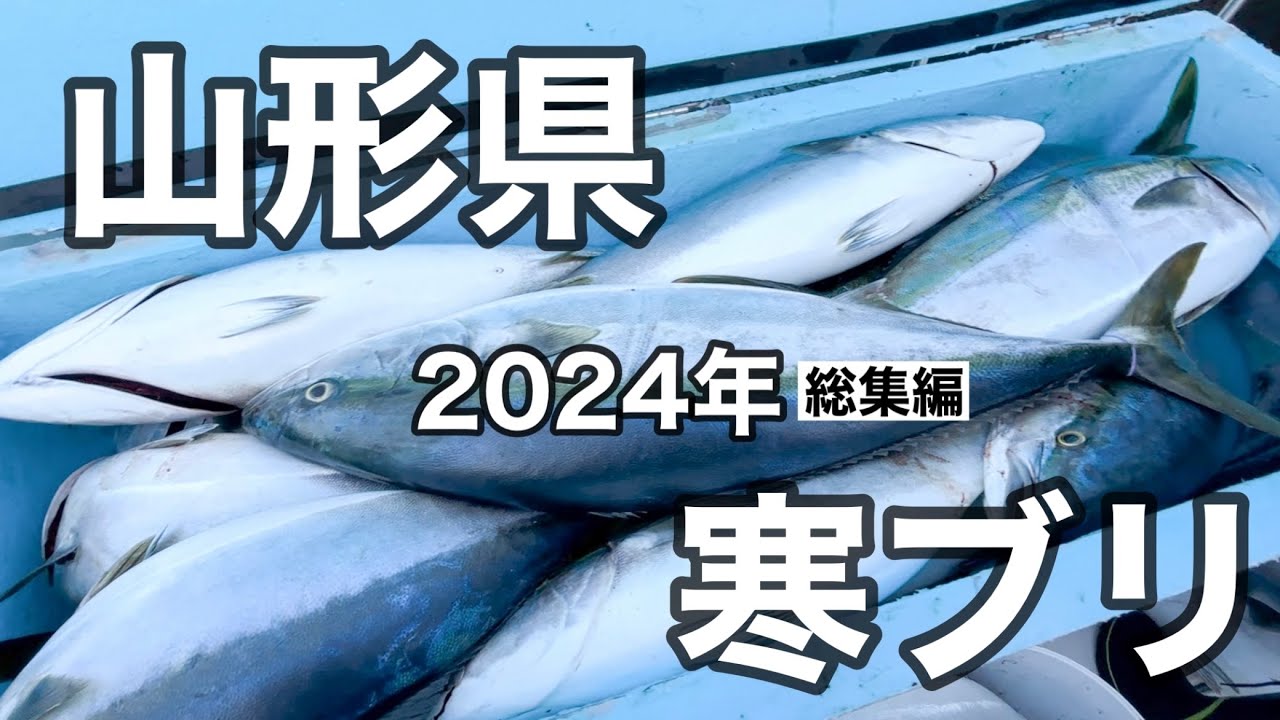 山形県、寒ブリ、１０キロオーバー！！