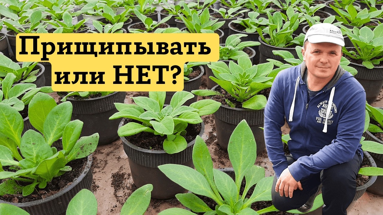 Петуния- простая прищипка для красивого и пышного кустика! Это очень просто!